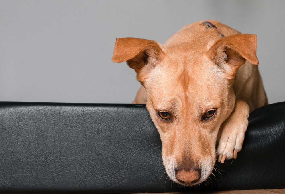 Help! My Senior Dog has Incontinence While Sleeping