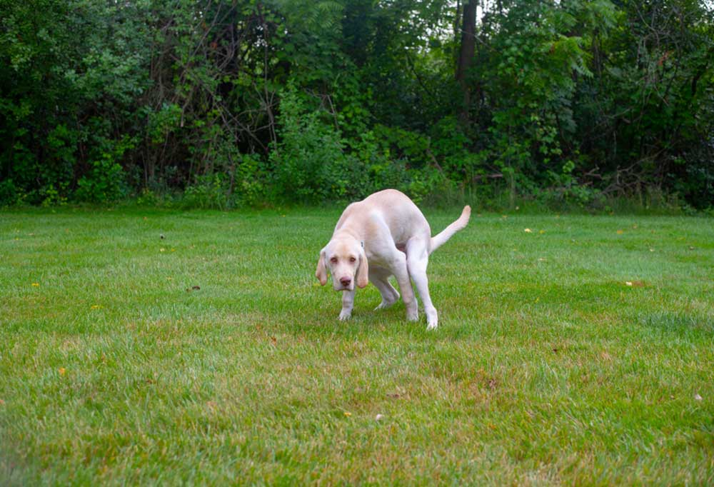 Help! My Senior Dog has Incontinence While Sleeping