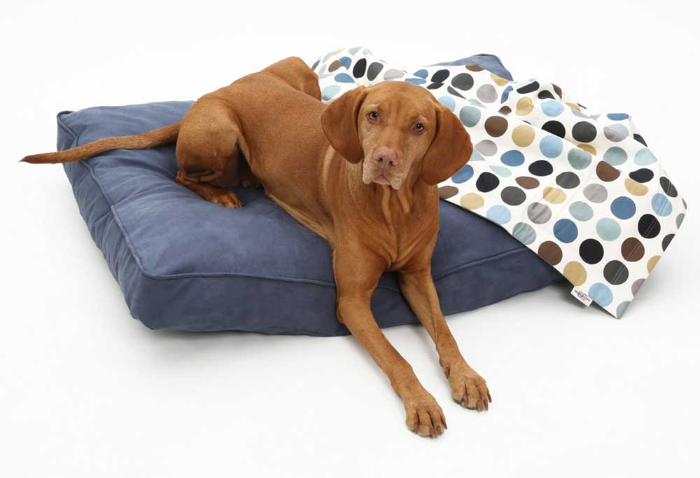 Help! My Senior Dog has Incontinence While Sleeping