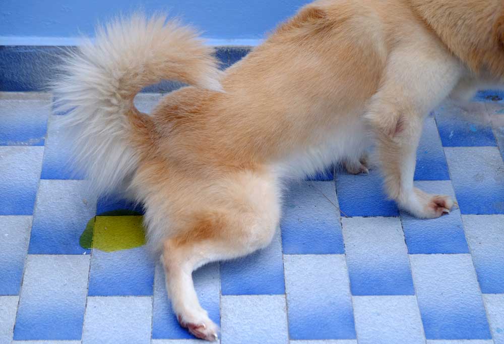 Help! My Senior Dog has Incontinence While Sleeping