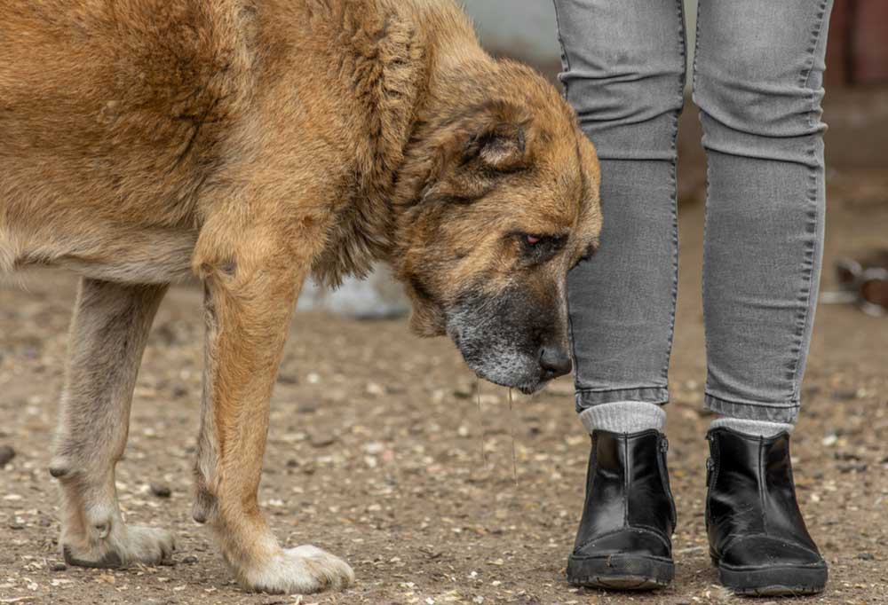 Help! My Senior Dog is Walking in Circles