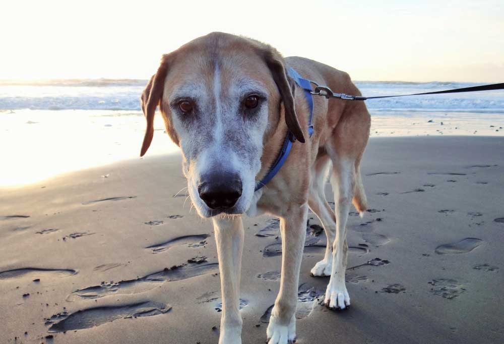 Help! My Senior Dog is Walking in Circles