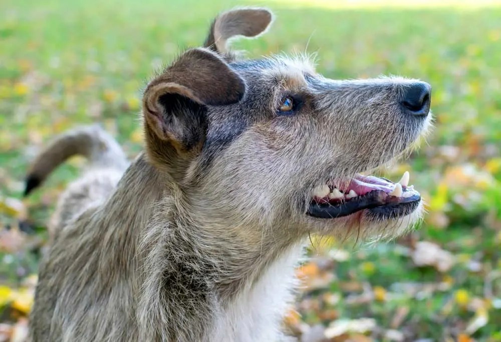 Why Is My Dog Losing His Teeth