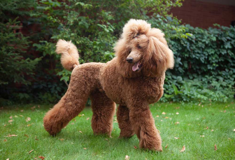 What Colors Do Standard Poodles Come in?