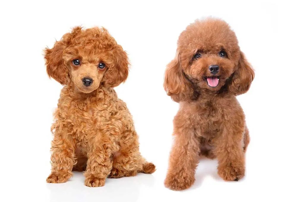 What Is Smaller Than A Teacup Dog