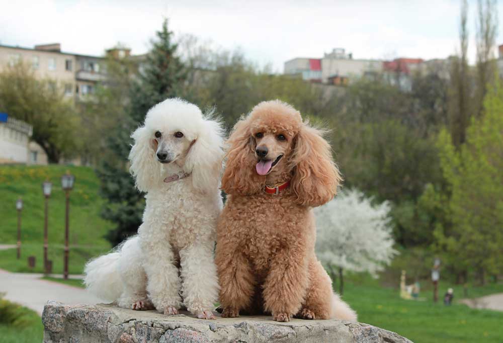 Do Standard Poodles Bark a Lot?