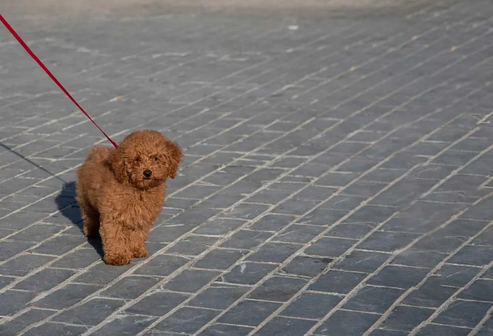 Are Miniature Poodles Loud