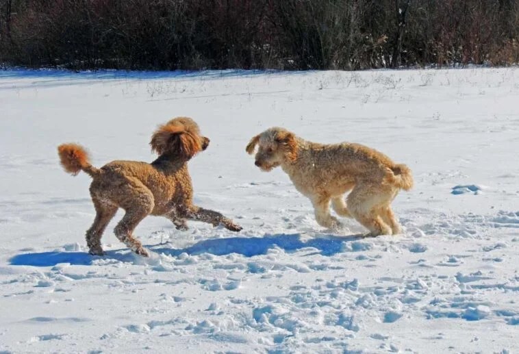 Are Standard Poodles Aggressive?