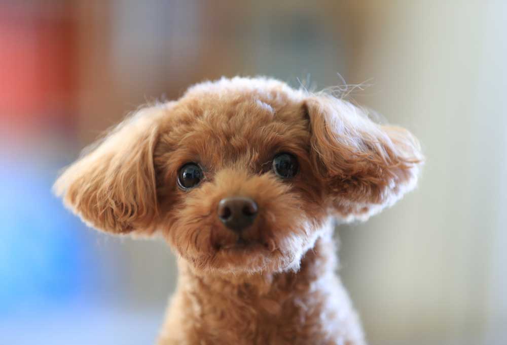 Are Poodles Good Apartment Dogs