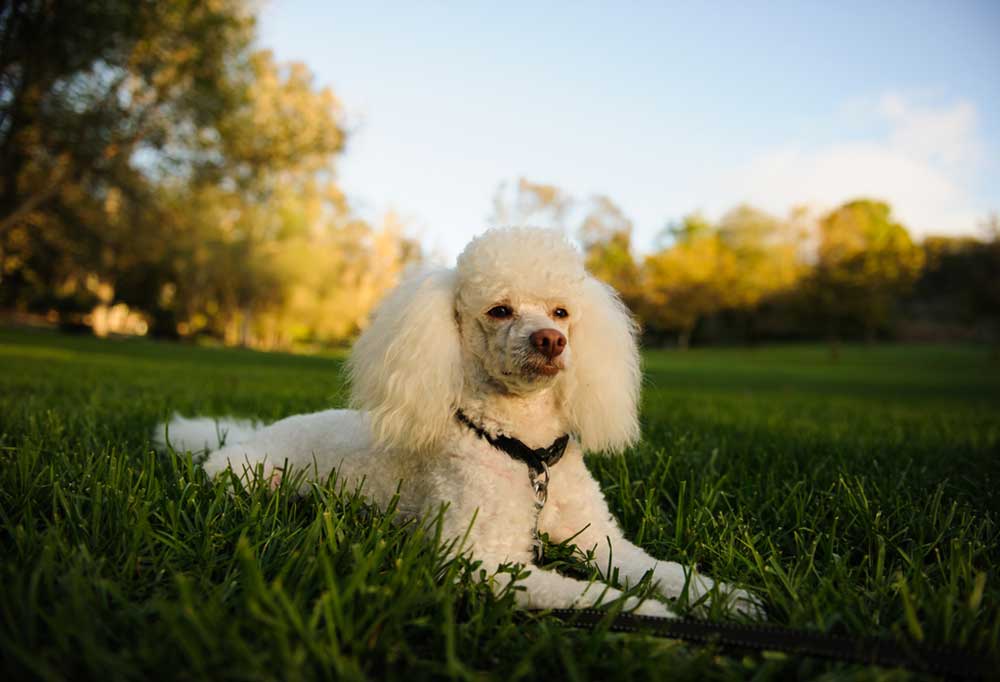 Best Food for Miniature Poodles