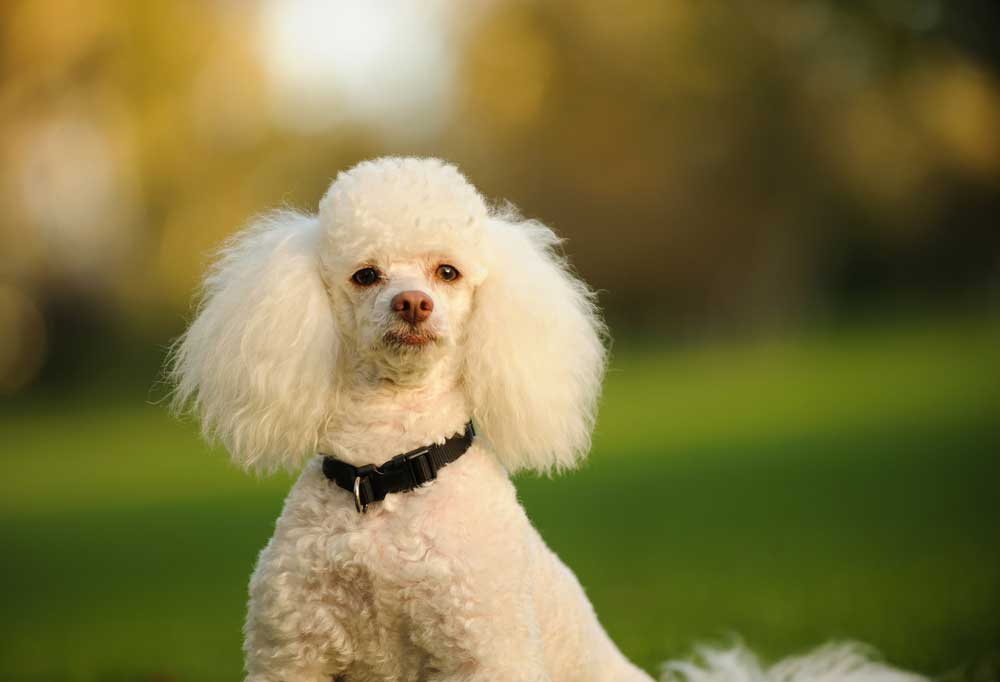 How Much do Miniature Poodles Cost?