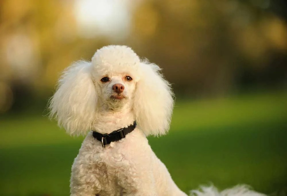 How Much Do Poodles Cost?