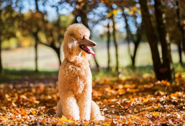 How Often Do Poodles Go Into Heat?
