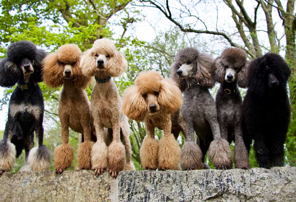 What Colors Do Standard Poodles Come in?