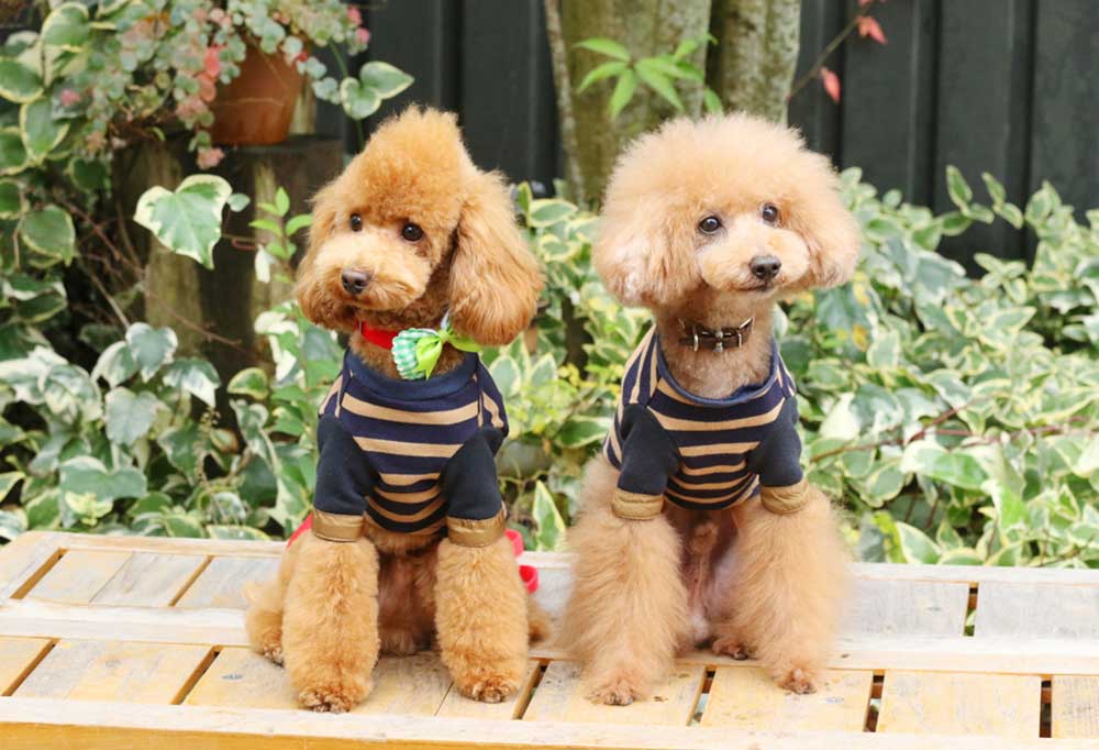 How Do You Breed a Toy Poodle?