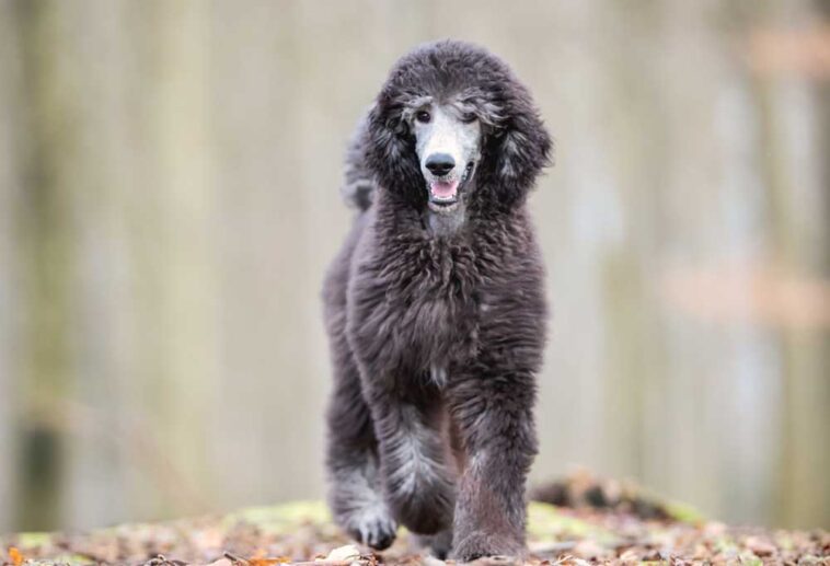 How Big Do Standard Poodles Get?