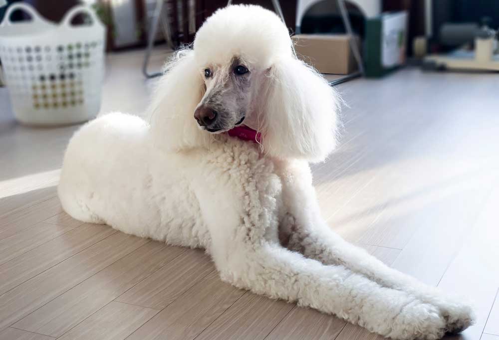 Do Standard Poodles Shed?