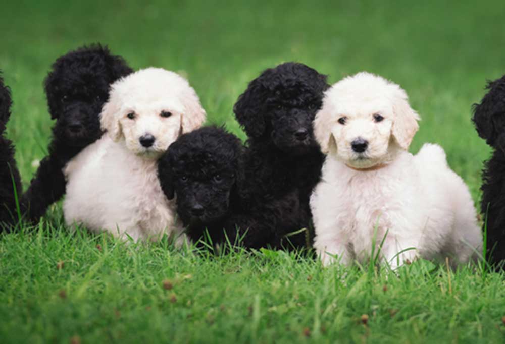 Do Poodle Puppies Shed?