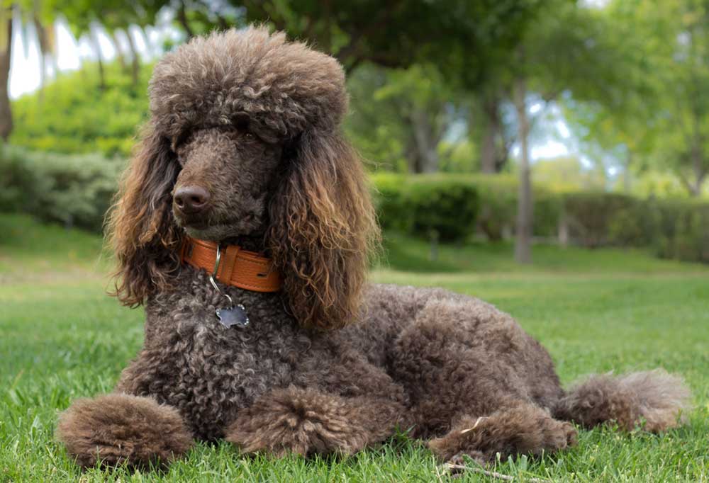 Do Standard Poodles Bark a Lot?