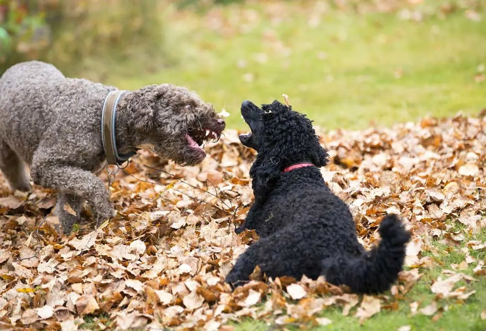 my toy poodle is aggressive, SAVE 19