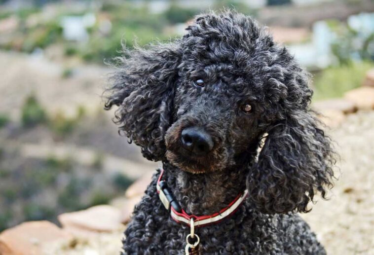 Do Standard Poodles Shed?