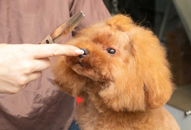 How Much do Teacup Poodles Cost?