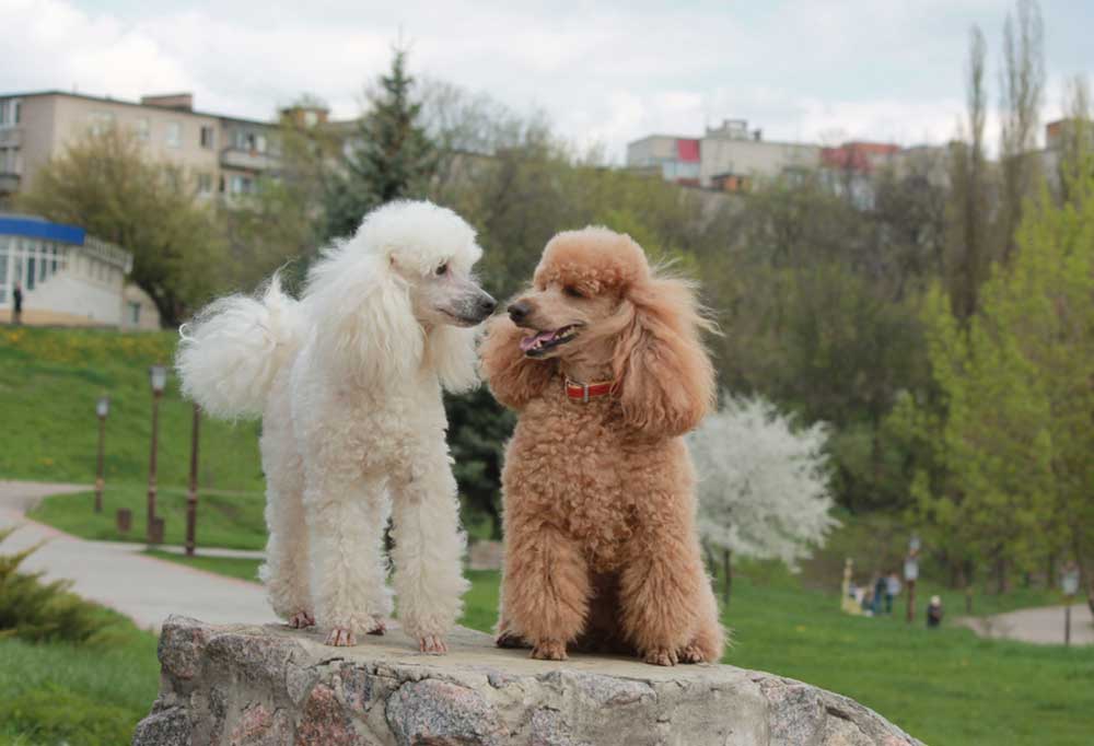 How Much do Miniature Poodles Cost?