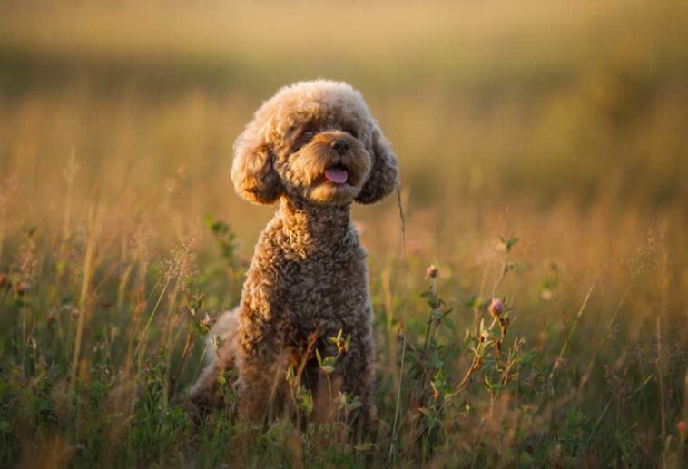 How Big Do Miniature Poodles Grow?