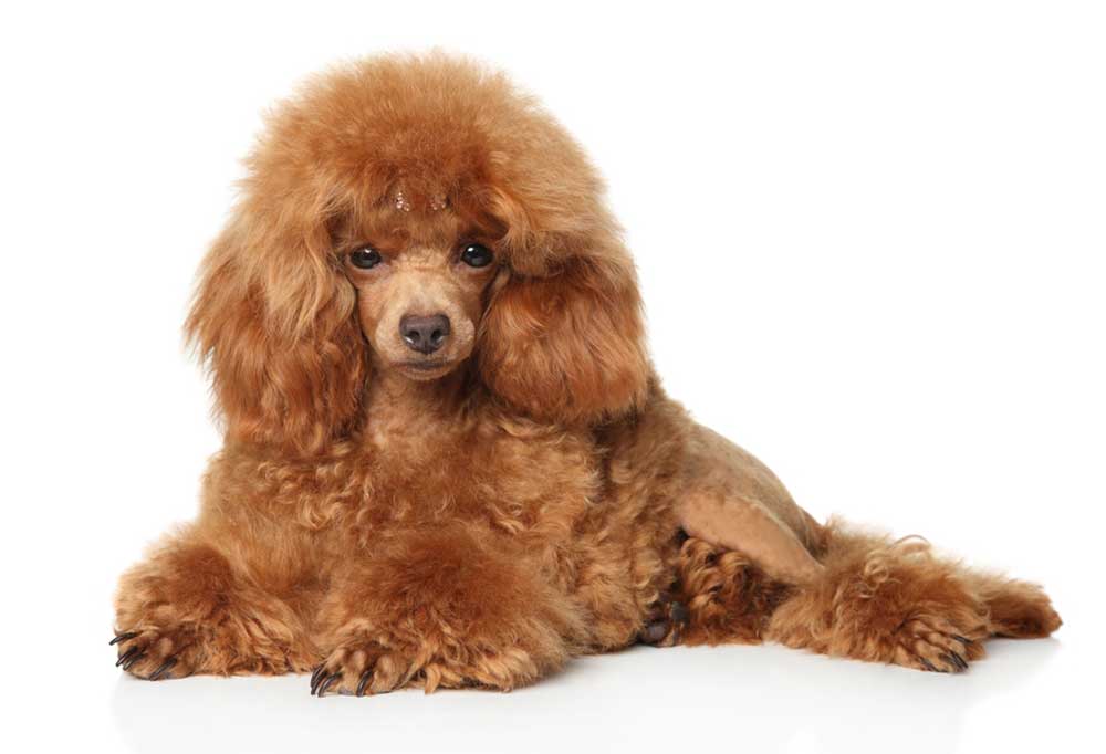 How Big Do Mini Poodles Grow