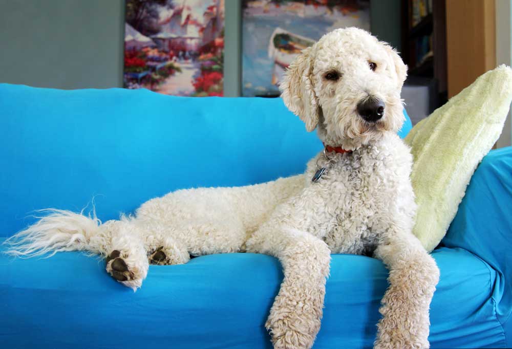 What Age Do Female Goldendoodles Go into Heat?