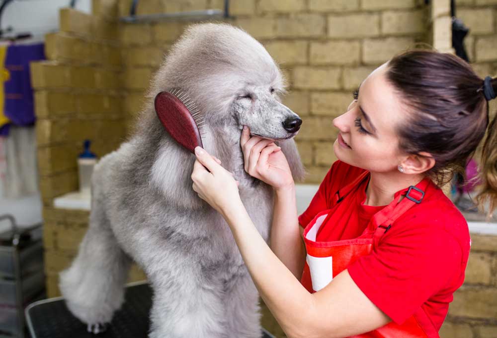 Do Standard Poodles Shed?