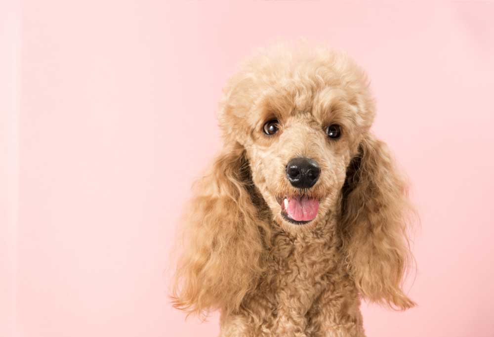 Do Standard Poodles Bark a Lot?