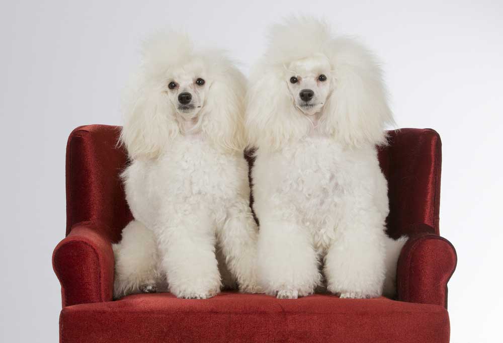 Are Standard Poodles Aggressive?
