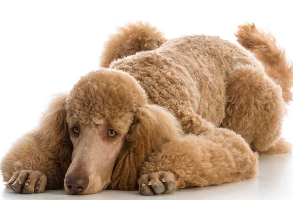 Are Poodles Aggressive To Other Dogs