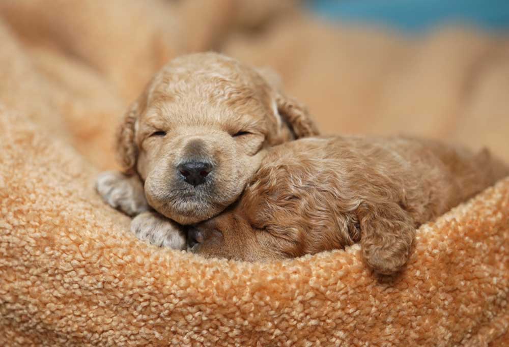 How Many Hours do Poodles Sleep?