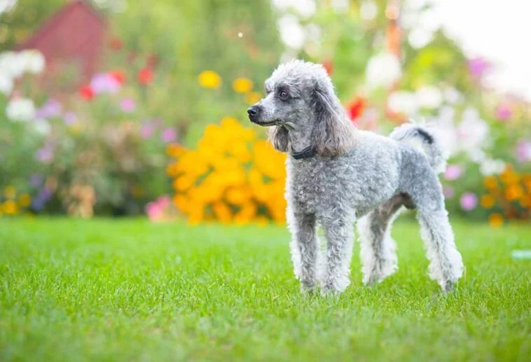 Are Miniature Poodles Good Pets?