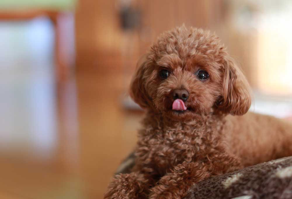 How Big Do Miniature Poodles Grow?