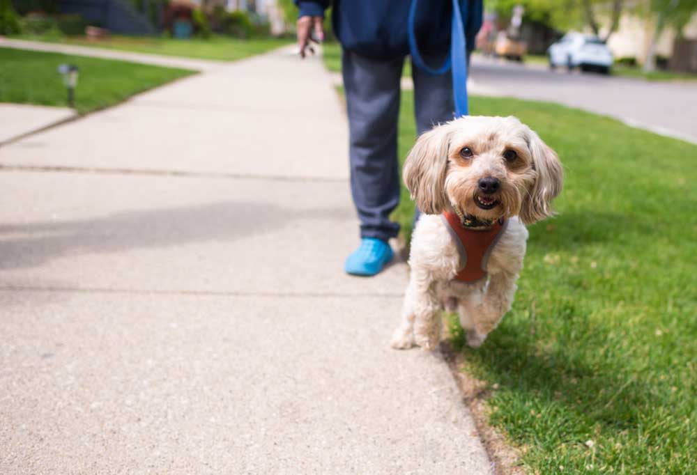 Do Standard Poodles Bark a Lot?