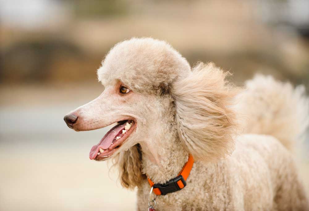How Often Do Poodles Go Into Heat?