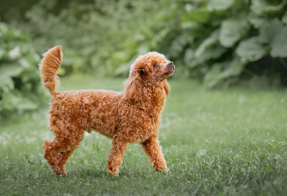 How Much do Miniature Poodles Cost?