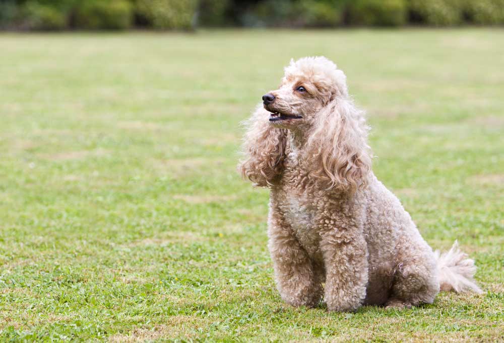 Are Miniature Poodles Good Pets?