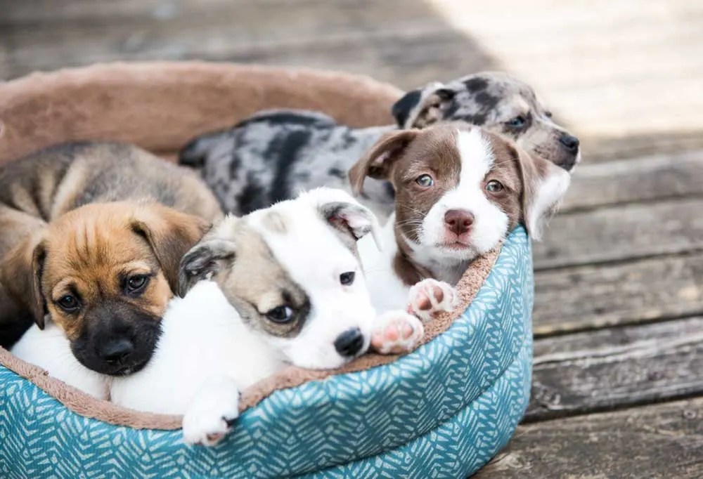 Best Flea Shampoo for Puppies