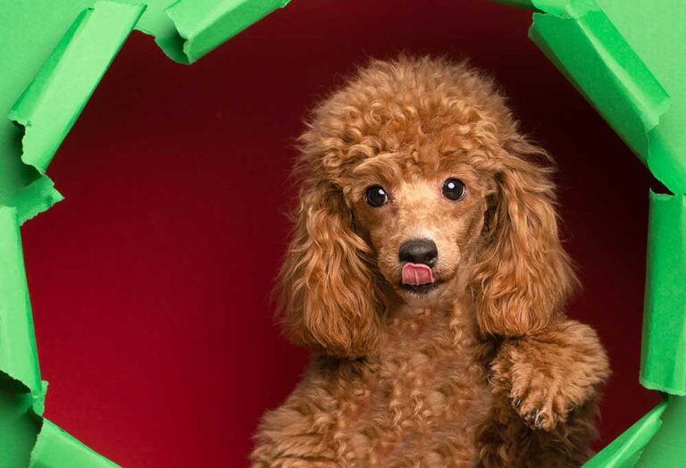 How Big Do Miniature Poodles Grow?