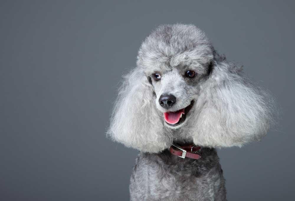 What Colors Do Standard Poodles Come in?