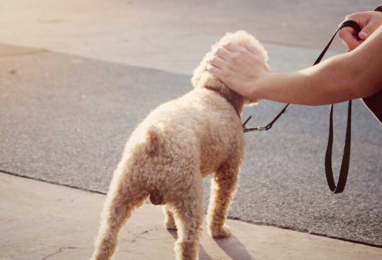 How Do You Potty Train a Toy Poodle?