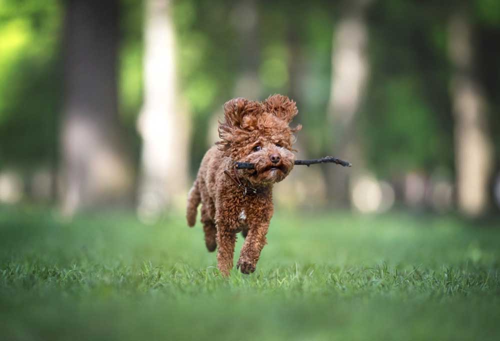 Do Toy Poodles Need to Be Walked?