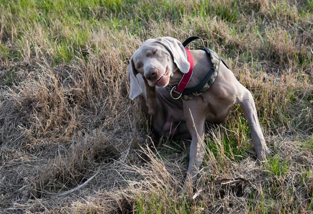 Do Fleas Jump from Dog to Dog?