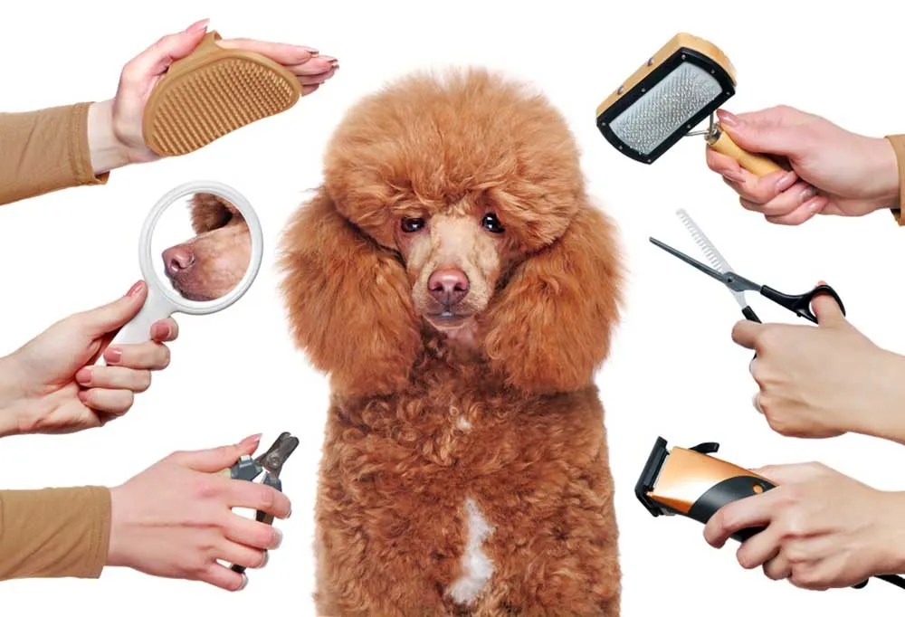 How Often Should You Brush Your Poodle