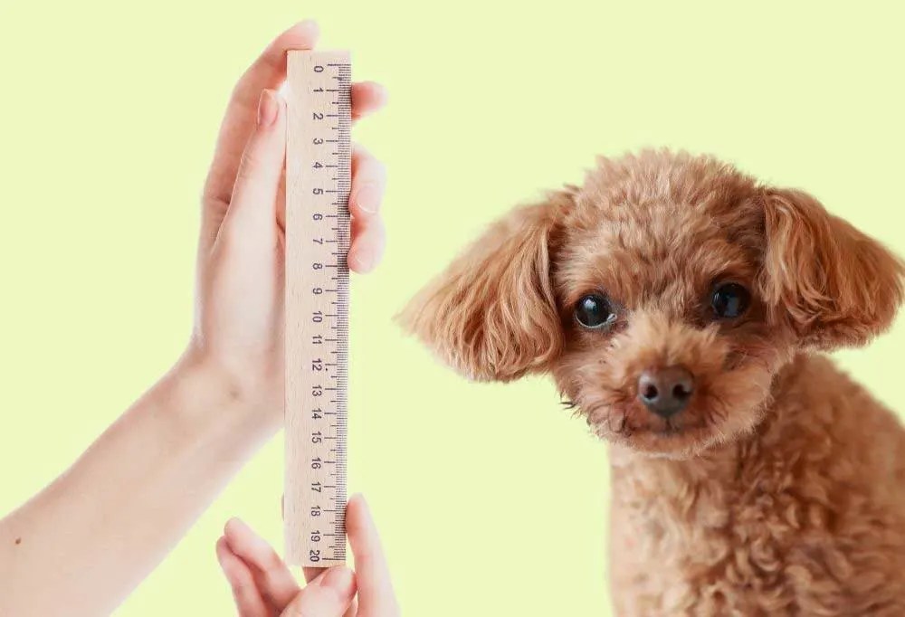 What Is The Height For Poodle Toy Miniature And Standard