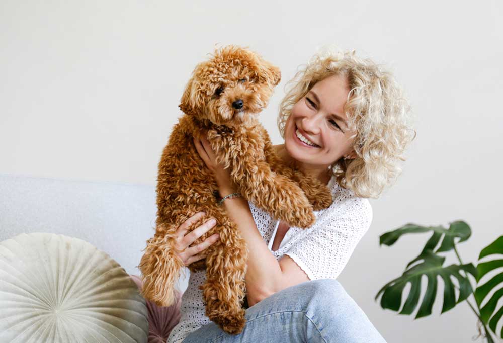 How to Play with a Toy Poodle